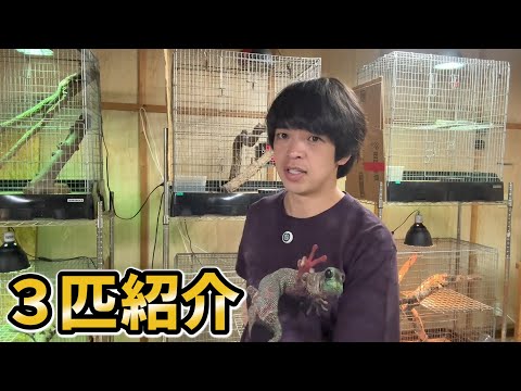 新入りのオオトカゲ3匹を紹介します！(YouTube)