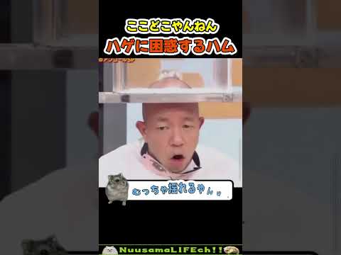 ハゲとハムが出会った瞬間【犬】 #犬 #dog(YouTube)