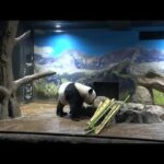 ジャイアントパンダのようす　2025年10月27日撮影(YouTube)