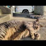 港町の神社で出会った人懐っこい猫が可愛すぎた🐾💖 癒やしのひととき(YouTube)
