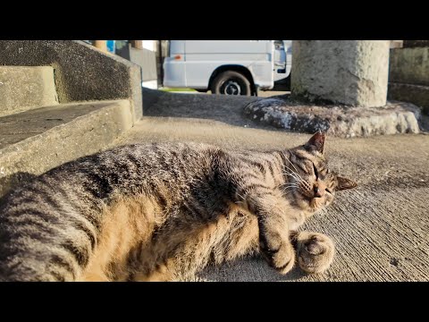 港町の神社で出会った人懐っこい猫が可愛すぎた🐾💖 癒やしのひととき(YouTube)