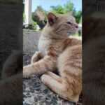 猫島の神社に階段下で出会った猫と参拝してきた(YouTube)