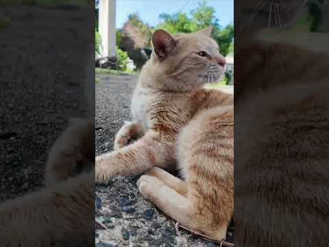 猫島の神社に階段下で出会った猫と参拝してきた(YouTube)