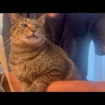 これからもずっと元気で(YouTube)