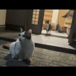 帰りが遅い息子を警戒レベルMAXでお出迎えする猫(YouTube)