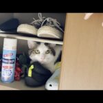 娘を困らせてるつもりは一切ないけど、まあまあ迷惑な猫(YouTube)