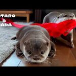 カワウソに新しいリボンあげたら喜びすぎてこうなった　Otter Gets Completely Carried Away with Her New Ribbons(YouTube)