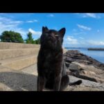 感動猫動画 のライブ配信(YouTube)