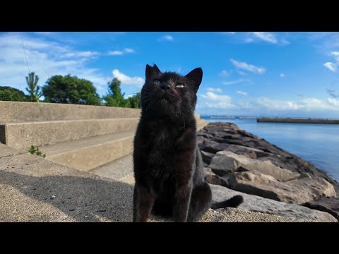 感動猫動画 のライブ配信(YouTube)