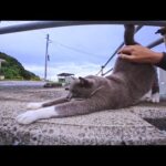 港にいる鳩みたいな猫ちゃんがモフられにきた！可愛すぎて離れられない🐱💕(YouTube)