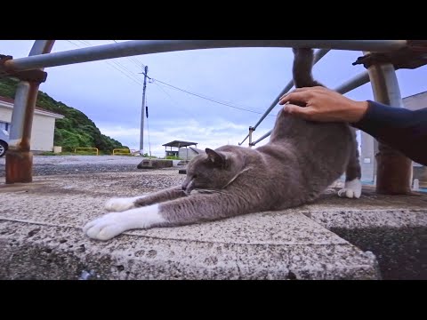 港にいる鳩みたいな猫ちゃんがモフられにきた！可愛すぎて離れられない🐱💕(YouTube)