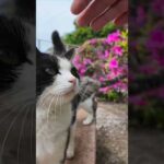 ベンチのある公園に行くと猫がたくさん集まってきた(YouTube)