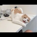 仕事中に猫を放置しすぎたら我慢の限界でおかしくなっちゃいました…(YouTube)