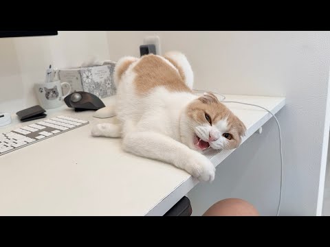 仕事中に猫を放置しすぎたら我慢の限界でおかしくなっちゃいました…(YouTube)