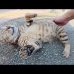 三本脚のキジトラ猫が仲間に囲まれて路地裏でリラックスする(YouTube)