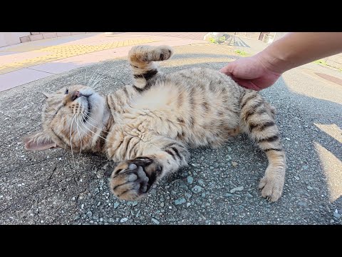 三本脚のキジトラ猫が仲間に囲まれて路地裏でリラックスする(YouTube)