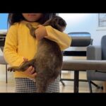 子供がカワウソ、猫、子猫を抱っこできるようになったか！？ Can child hold otter, cat, and kitten!?(YouTube)