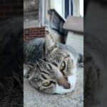 ゴロンゴロン転がってかわいすぎる猫(YouTube)