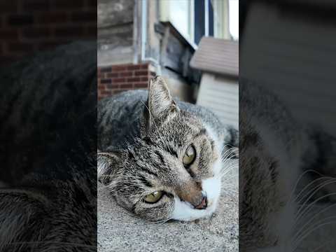 ゴロンゴロン転がってかわいすぎる猫(YouTube)