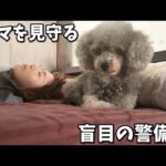 目が見えなくたってママを守る警備はできるんだから！！いつも見てくれている視聴者様へ(YouTube)