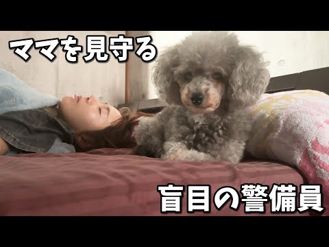 目が見えなくたってママを守る警備はできるんだから！！いつも見てくれている視聴者様へ(YouTube)