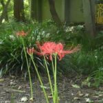 井の頭自然文化園 花ごよみ動画 ヒガンバナの開花(YouTube)