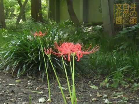 井の頭自然文化園 花ごよみ動画 ヒガンバナの開花(YouTube)