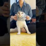 まだ夏服だじょ😼　#cats(YouTube)