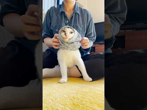 まだ夏服だじょ😼　#cats(YouTube)