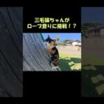 三毛猫ちゃんがロープ登りに挑戦！？ #猫 #ねこ #cat(YouTube)