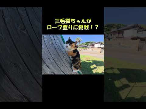 三毛猫ちゃんがロープ登りに挑戦！？ #猫 #ねこ #cat(YouTube)