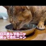 ラプロス飲んでるニャ  食欲戻ってきた気がするニャン   2025 10 12 2(YouTube)