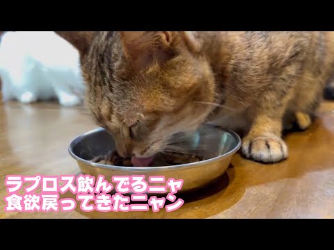 ラプロス飲んでるニャ  食欲戻ってきた気がするニャン   2025 10 12 2(YouTube)