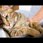 動いてほしくない猫と飼い主の最高な夜(YouTube)