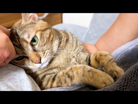 動いてほしくない猫と飼い主の最高な夜(YouTube)