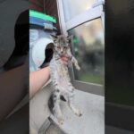雨が本降りになる前に子猫をお家に送り届けた #猫 #ねこ #cat(YouTube)