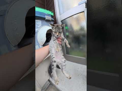 雨が本降りになる前に子猫をお家に送り届けた #猫 #ねこ #cat(YouTube)