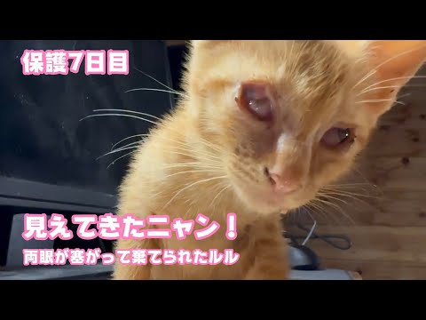 見えてきたニャン！ 両眼が塞がって棄てられたルル  保護7日目   2025 10 22 1(YouTube)