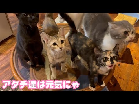 アタチ達は元気にゃ  ヨシコねぇちゃんまだニャ   2025 10 04 1(YouTube)