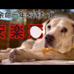 閲覧注意。安楽シを決断するまでの記録で発作で苦しむシーン等あります。(YouTube)