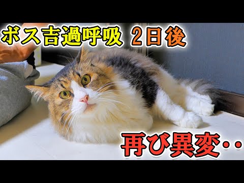 過呼吸で緊急搬送した2日後、再びボス吉の様子がおかしくなりました(YouTube)