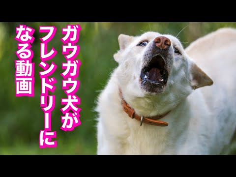 【有料級】ケンカする犬・犬と馴染めない・喧嘩後の飼い主仲裁方法(YouTube)
