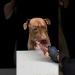 牛の血管のジャーキをうまそうに食べるピットブル(YouTube)