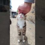 猫島の山の上の路地に入ると猫に取り囲まれる(YouTube)