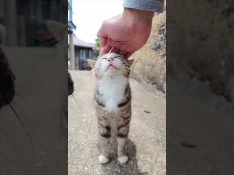 猫島の山の上の路地に入ると猫に取り囲まれる(YouTube)