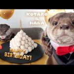 カワウソコタロー誕生日にお団子ピラミッドケーキあげたら大喜び！　Otter Kotaro’s Birthday Party with Meatball Pyramid Cake(YouTube)