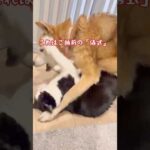 首の骨が折れ生還したネバー心の葛藤劇(YouTube)