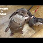 カワウソたちを病院に連れていった理由とは？　Why Our Otters Went to the Vet(YouTube)