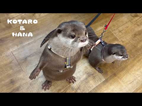 カワウソたちを病院に連れていった理由とは？　Why Our Otters Went to the Vet(YouTube)