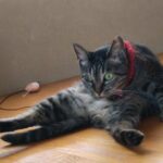 【猫動画】久々でごめんニャン！〜にゃんともパレード〜#猫動画#猫#443(YouTube)